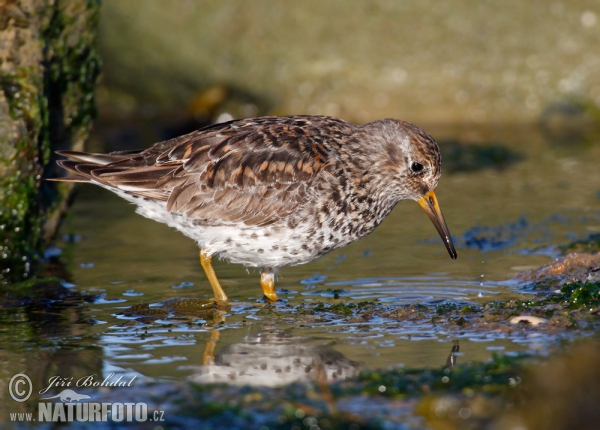 Meerstrandläufer (Calidris maritima)