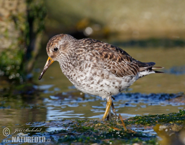 Meerstrandläufer (Calidris maritima)