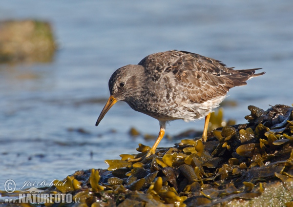 Meerstrandläufer (Calidris maritima)