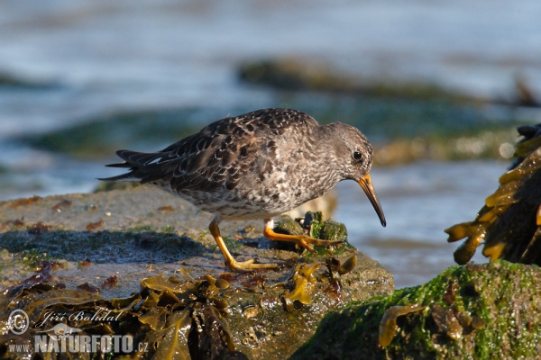 Meerstrandläufer (Calidris maritima)