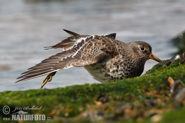 Meerstrandläufer (Calidris maritima)