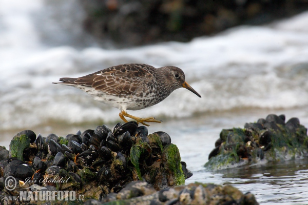 Meerstrandläufer (Calidris maritima)