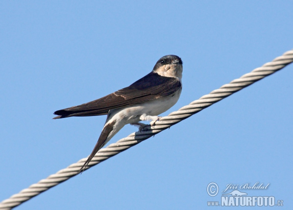 Mehlschwalbe (Delichon urbica)