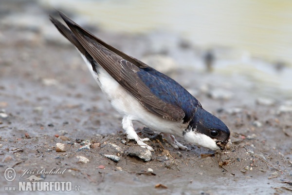 Mehlschwalbe (Delichon urbica)