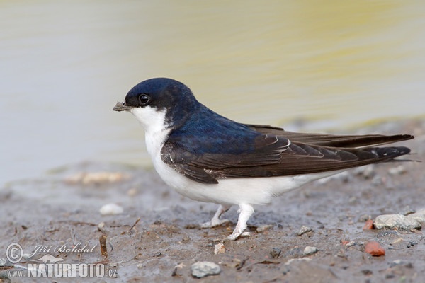 Mehlschwalbe (Delichon urbica)