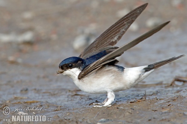 Mehlschwalbe (Delichon urbica)