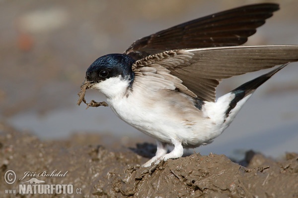 Mehlschwalbe (Delichon urbica)