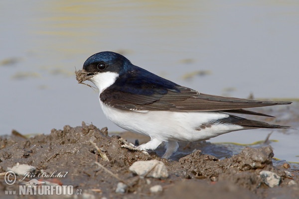 Mehlschwalbe (Delichon urbica)