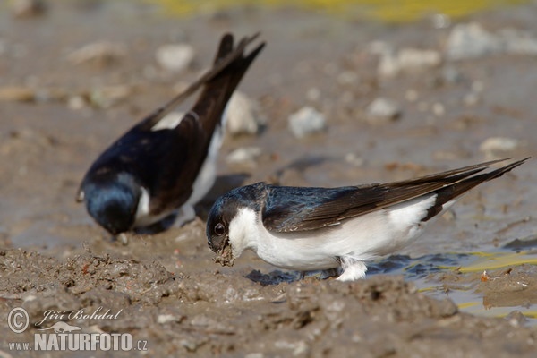 Mehlschwalbe (Delichon urbica)