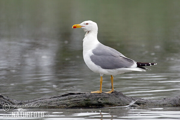 Mittelmeermöwe (Larus michahellis)