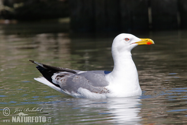 Mittelmeermöwe (Larus michahellis)