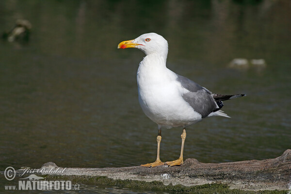 Mittelmeermöwe (Larus michahellis)