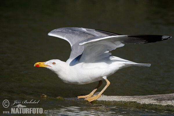 Mittelmeermöwe (Larus michahellis)