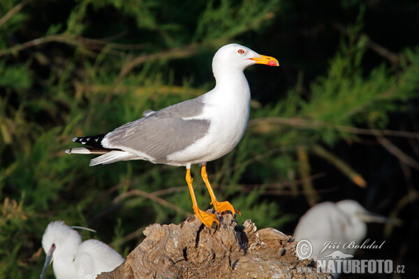 Mittelmeermöwe (Larus michahellis)