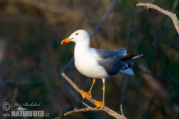 Mittelmeermöwe (Larus michahellis)