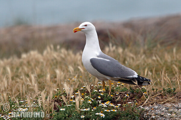 Mittelmeermöwe (Larus michahellis)