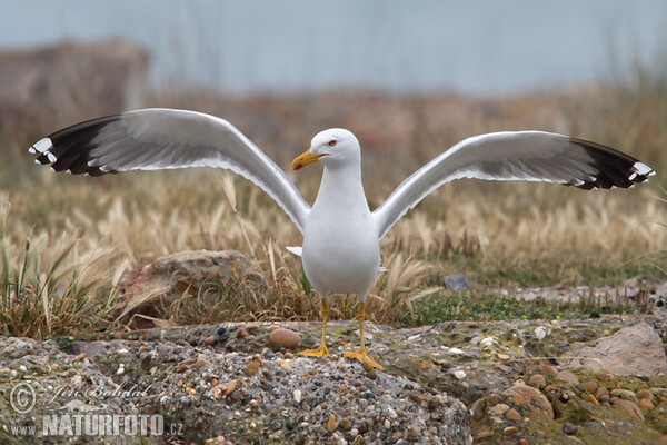 Mittelmeermöwe (Larus michahellis)