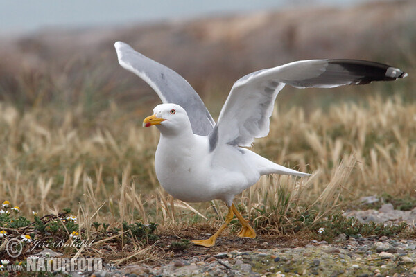 Mittelmeermöwe (Larus michahellis)