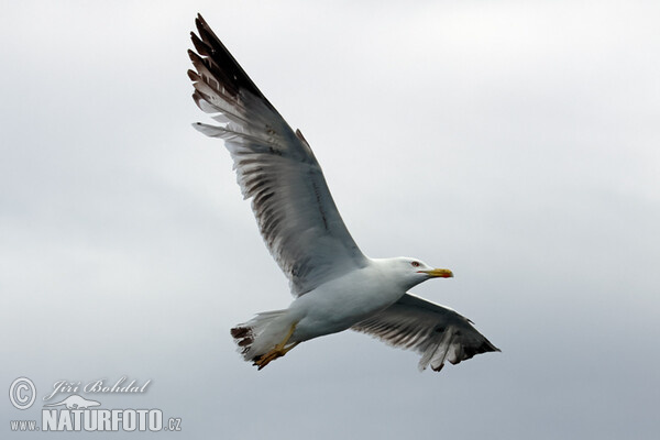 Mittelmeermöwe (Larus michahellis)