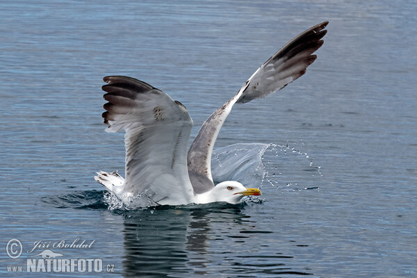 Mittelmeermöwe (Larus michahellis)