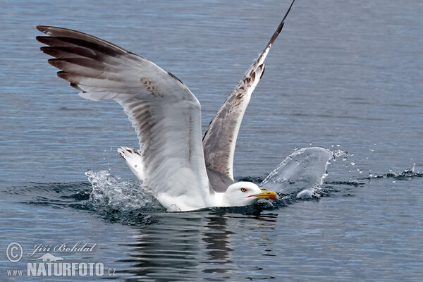 Mittelmeermöwe (Larus michahellis)