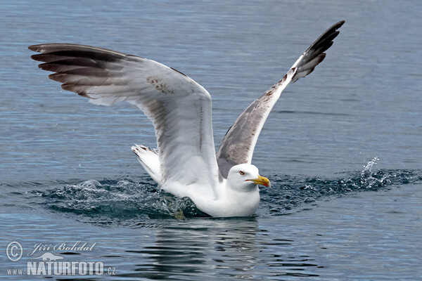 Mittelmeermöwe (Larus michahellis)