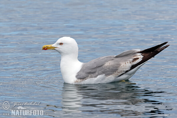 Mittelmeermöwe (Larus michahellis)