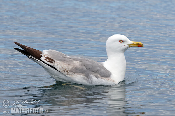 Mittelmeermöwe (Larus michahellis)