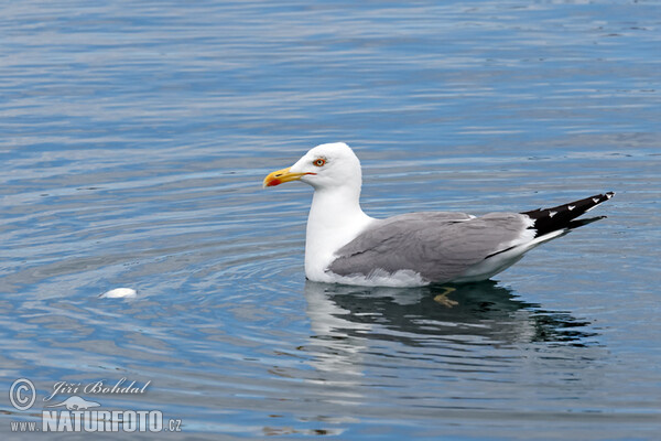 Mittelmeermöwe (Larus michahellis)