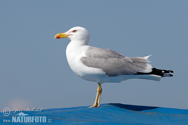 Mittelmeermöwe (Larus michahellis)