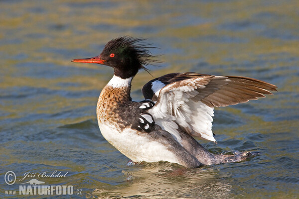 Mittelsäger (Mergus serrator)