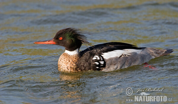 Mittelsäger (Mergus serrator)