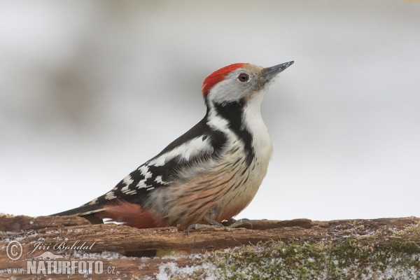 Mittelspecht (Dendrocopos medius)