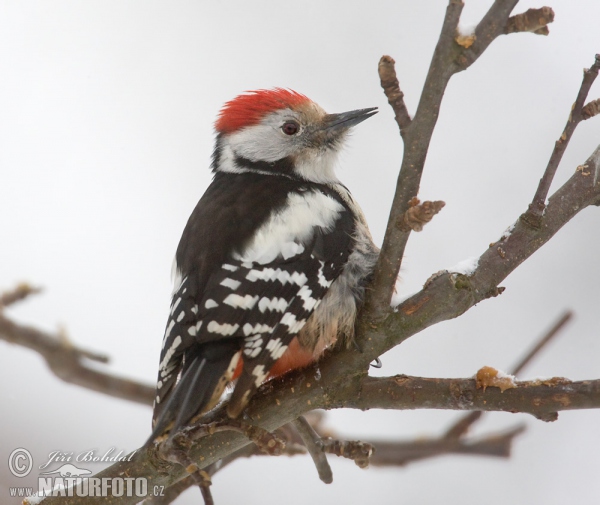 Mittelspecht (Dendrocopos medius)