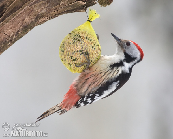 Mittelspecht (Dendrocopos medius)