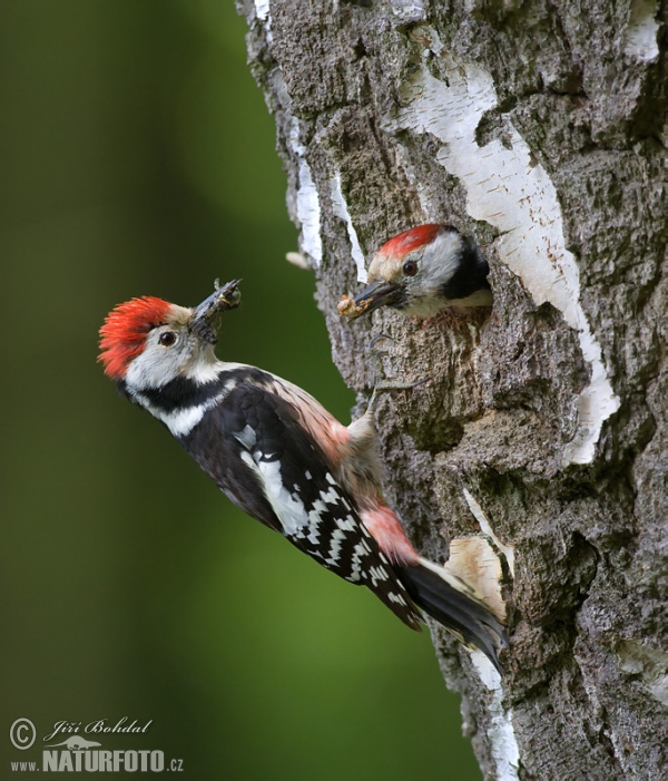 Mittelspecht (Dendrocopos medius)