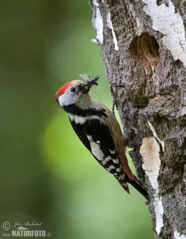 Mittelspecht (Dendrocopos medius)