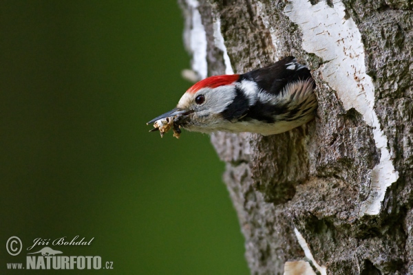 Mittelspecht (Dendrocopos medius)