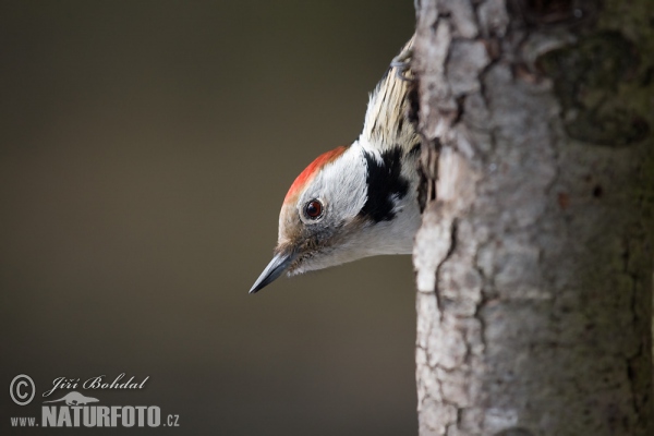 Mittelspecht (Dendrocopos medius)