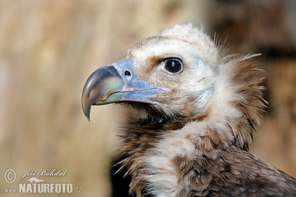 Mönchsgeier (Aegypius monachus)