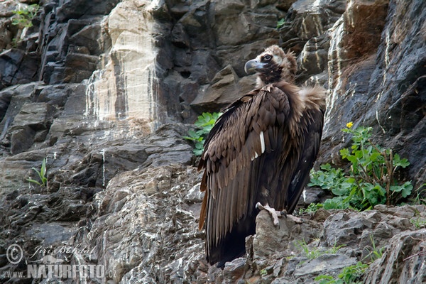 Mönchsgeier (Aegypius monachus)