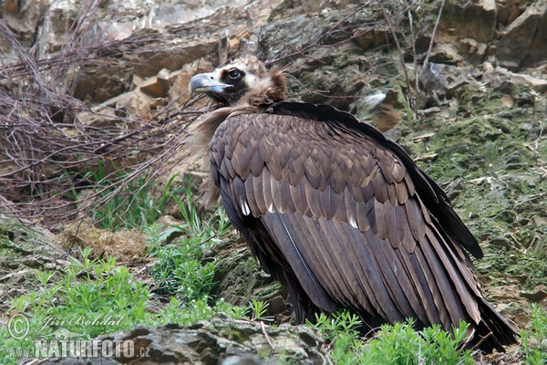 Mönchsgeier (Aegypius monachus)