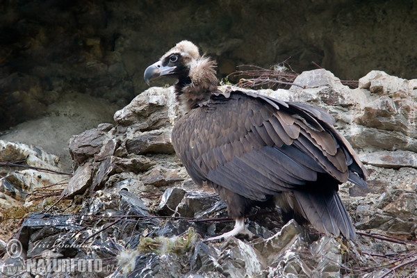 Mönchsgeier (Aegypius monachus)