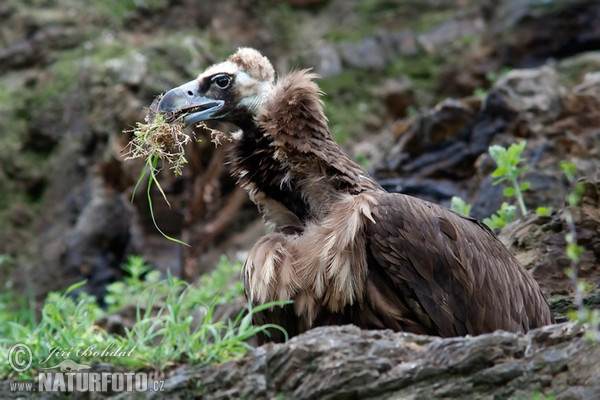 Mönchsgeier (Aegypius monachus)