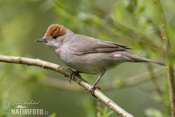 Monchsgrasmucke (Sylvia atricapilla)