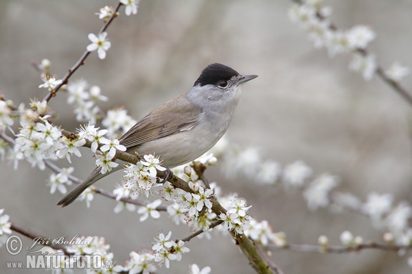 Monchsgrasmucke (Sylvia atricapilla)