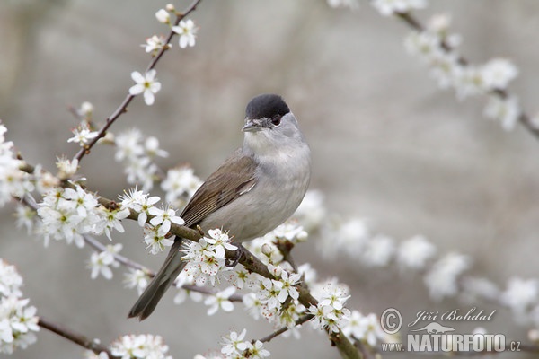 Monchsgrasmucke (Sylvia atricapilla)