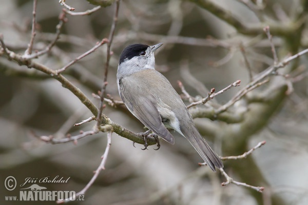 Monchsgrasmucke (Sylvia atricapilla)