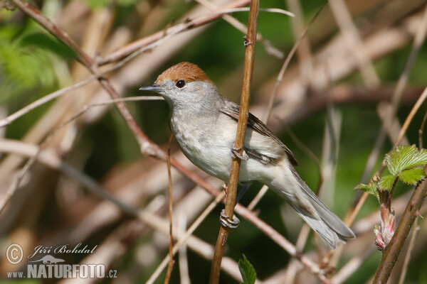 Monchsgrasmucke (Sylvia atricapilla)