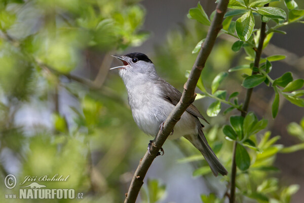 Monchsgrasmucke (Sylvia atricapilla)